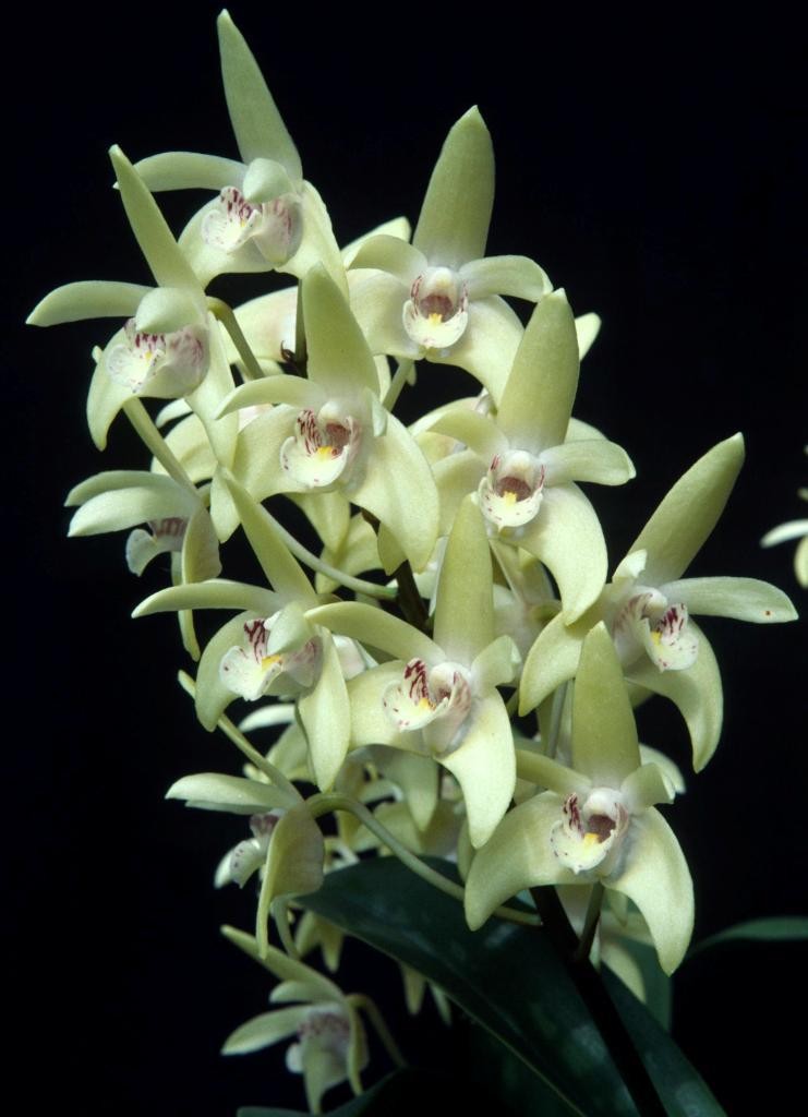 Dendrobium Hewitt Glow - HCC/AOC