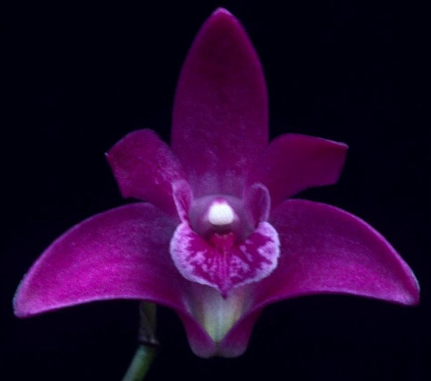 Dendrobium kingianum