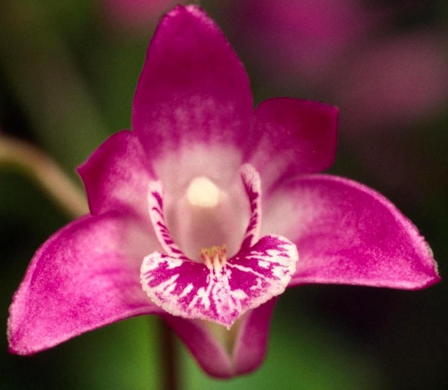 Dendrobium kingianum