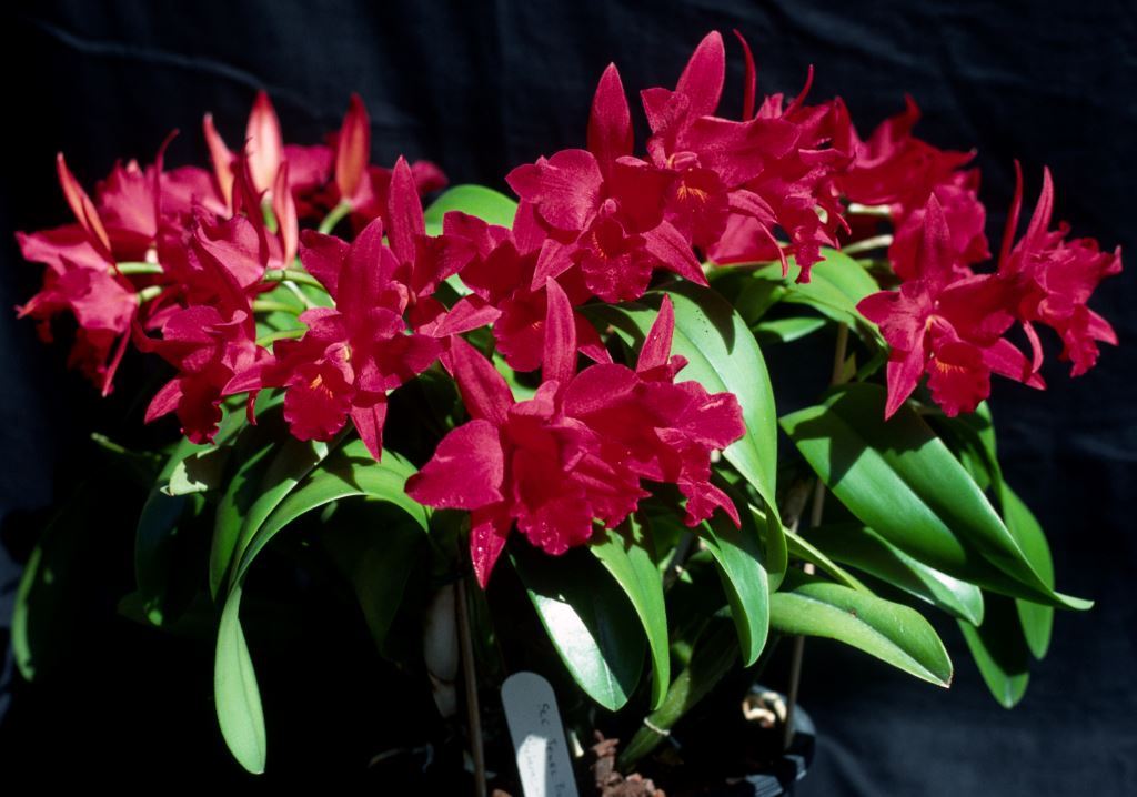 Cattlianthe Jewel Box - ACC/AOC