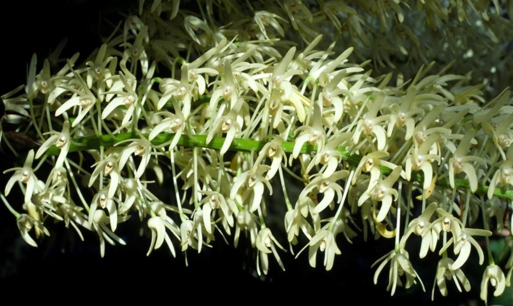 Dendrobium speciosum var. boreale - ACC/AOC