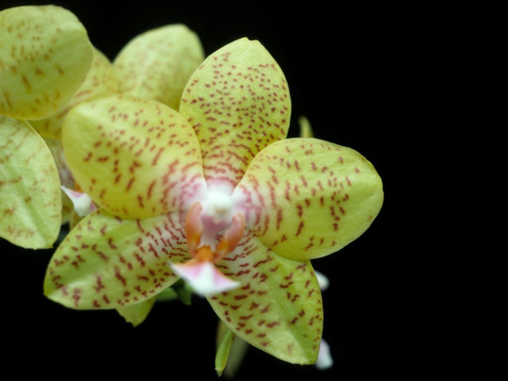 Phal Sunlands Gold Duet 'Q'lander'