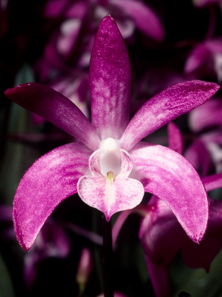 Dendrobium Ella Victoria Leaney - ACC/AOC