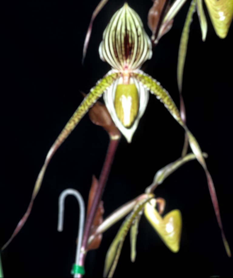 Paphiopedilum Saint Swithin - HCC/AOC