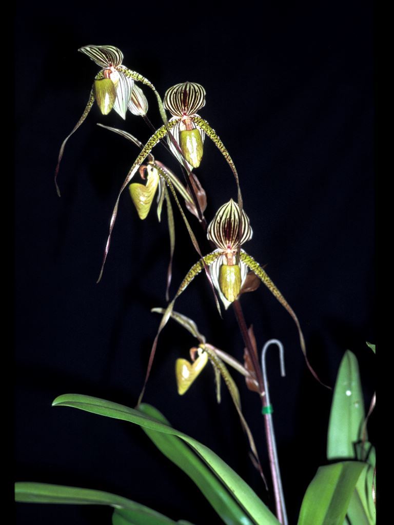 Paphiopedilum Saint Swithin - ACC/AOC