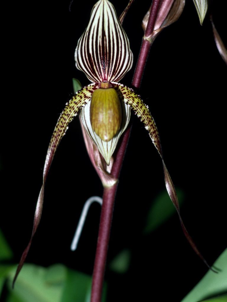 Paphiopedilum Saint Swithin - HCC/AOC