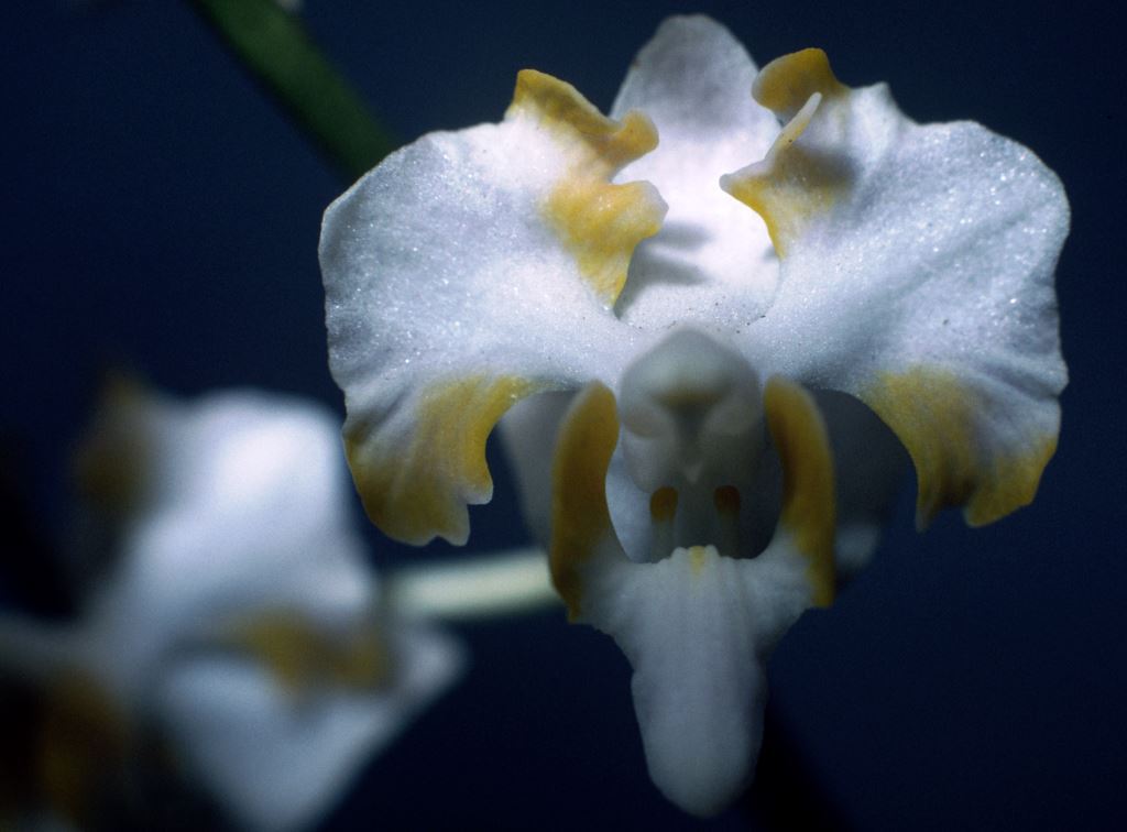 Phalaenopsis pulcherrima