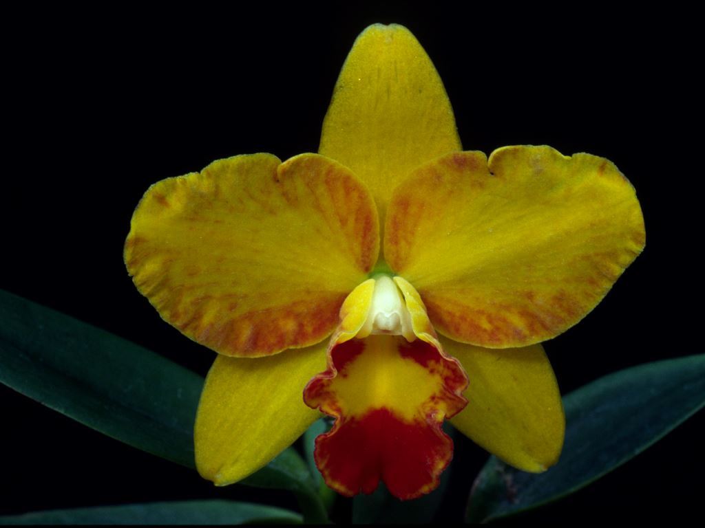 Ctt Dancing Daffodil