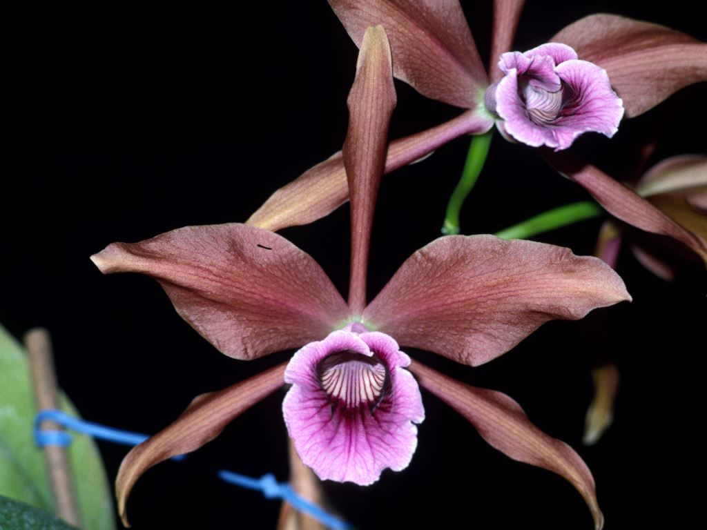 Cattleya tenebrosa - HCC/AOC