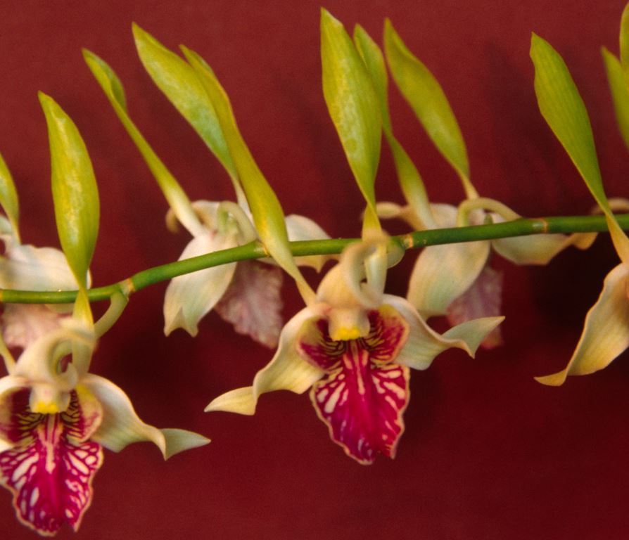Dendrobium Norman