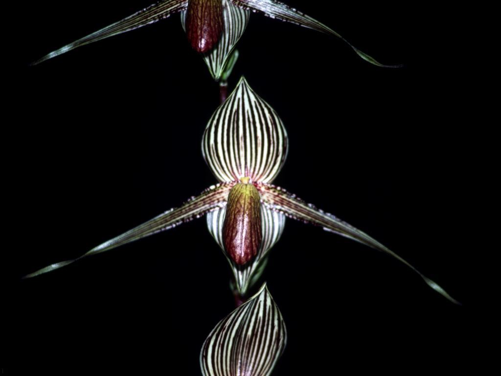 Paphiopedilum rothschildianum - AM/AOC