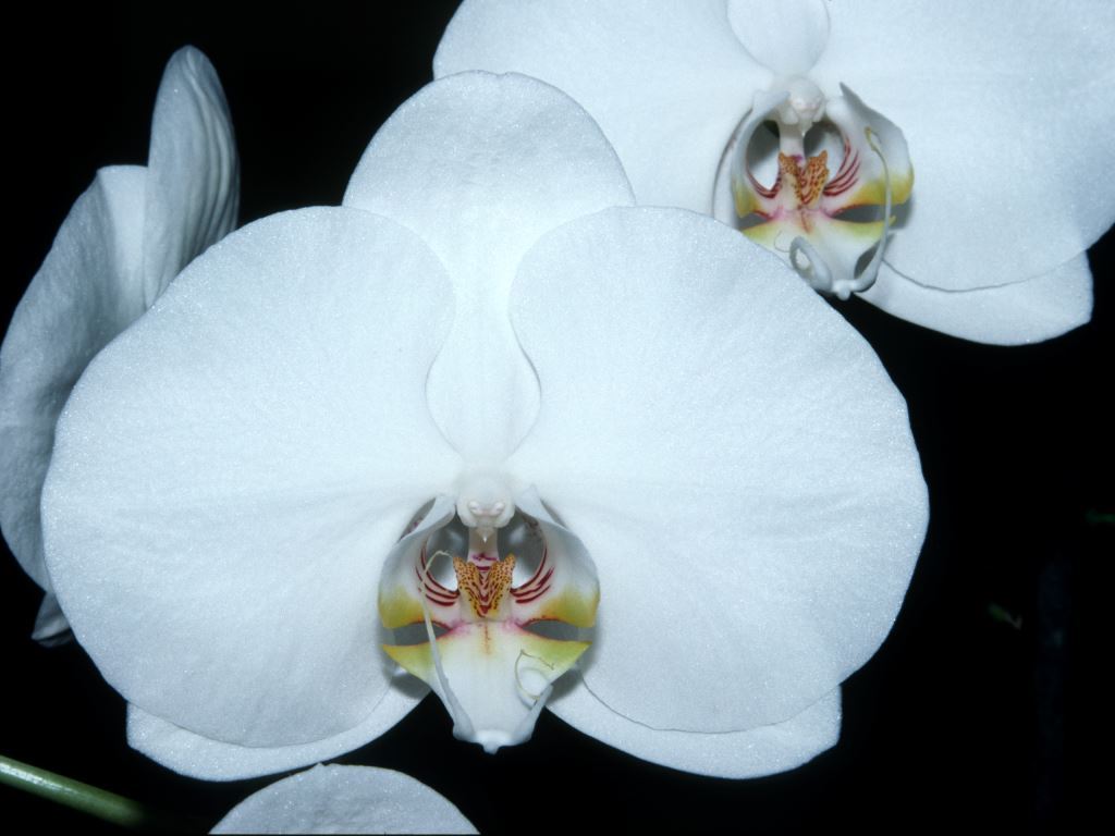 Phal Asagiri no Tsuki