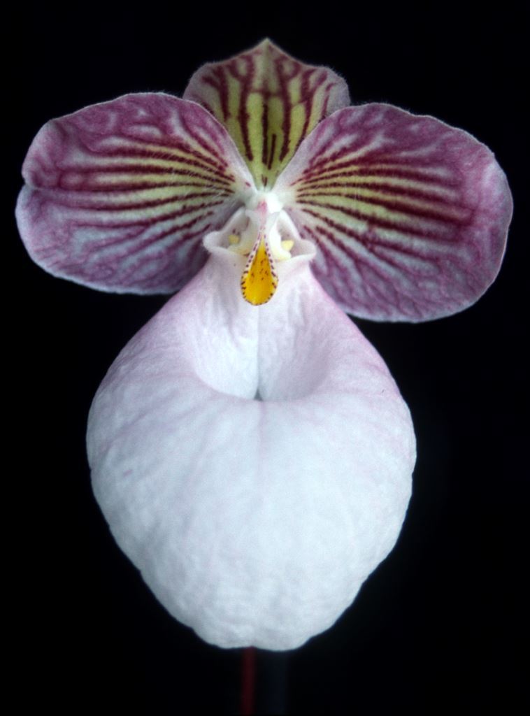 Paphiopedilum micranthum
