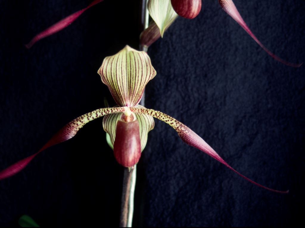 Paph Julius 'God's Hand'