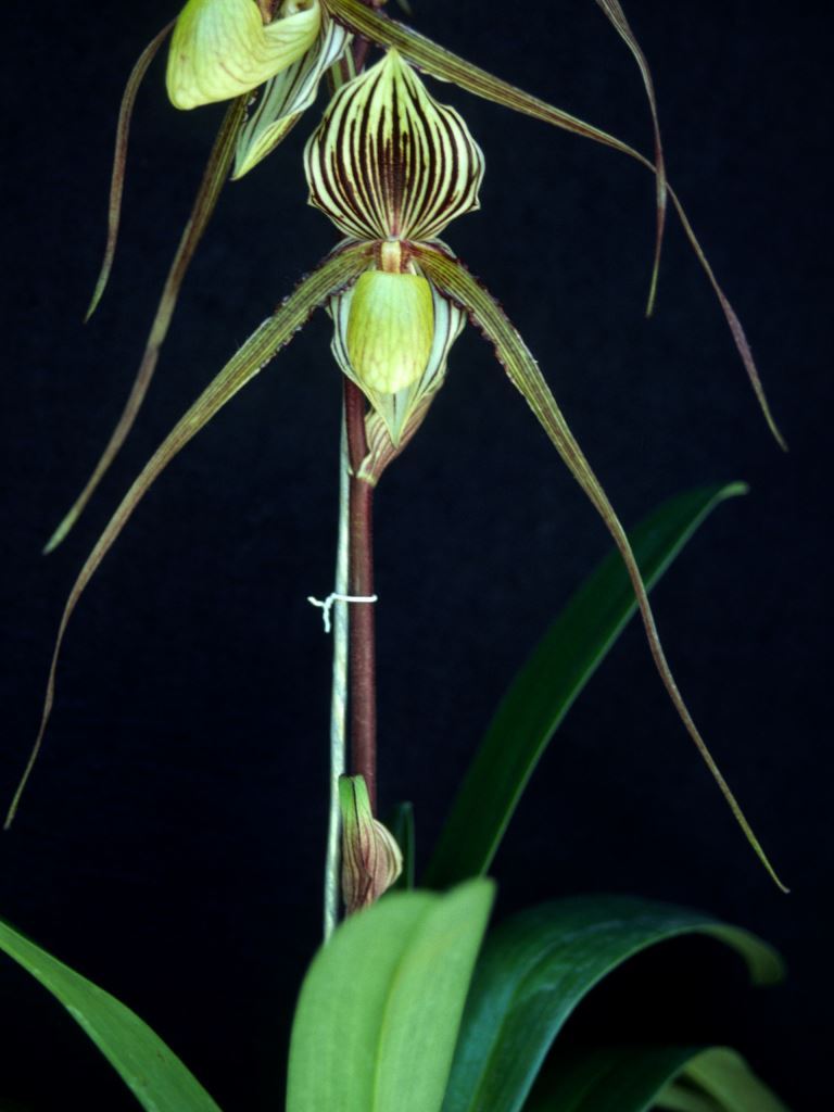 Paph Saint Swithin 'Angel's Flight'