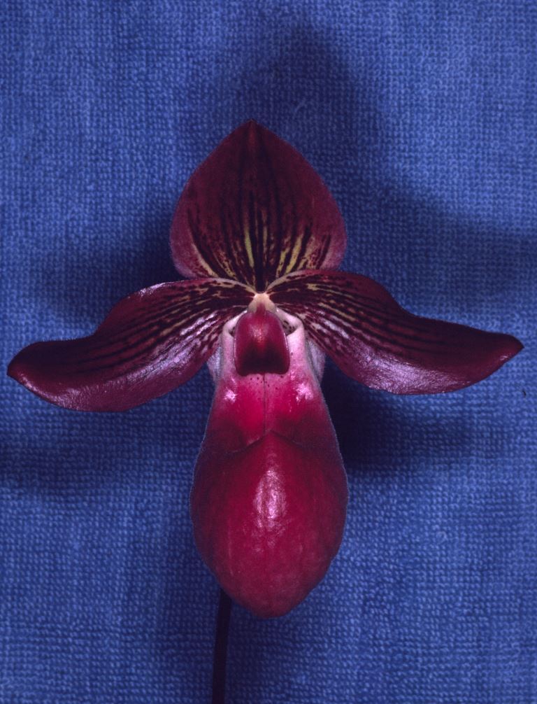 Paph Lady Jane