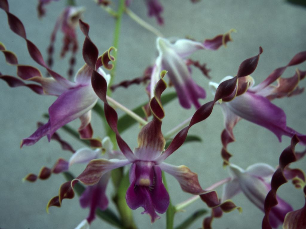 Dendrobium lasianthera