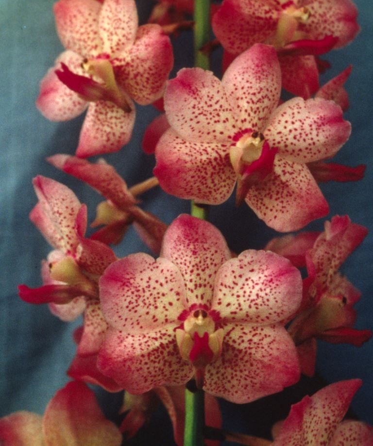 Aeridovanda Renee Gerber - HCC/AOC