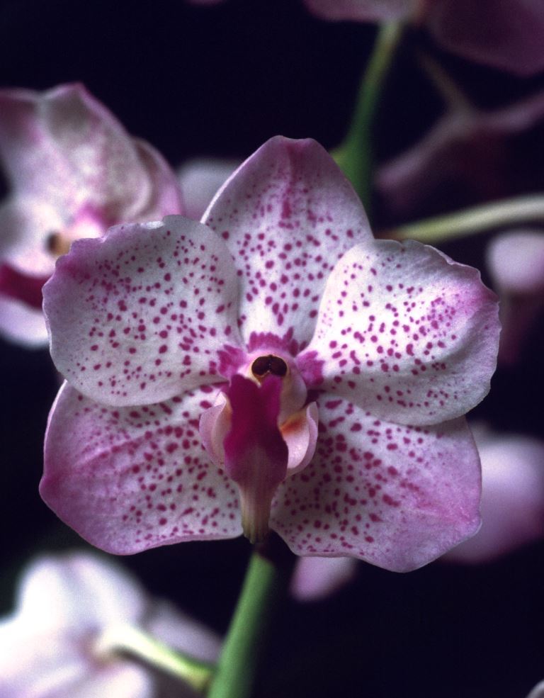 Aeridovanda Renee Gerber - AM/AOC