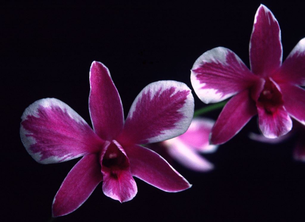 Dendrobium Pompadour
