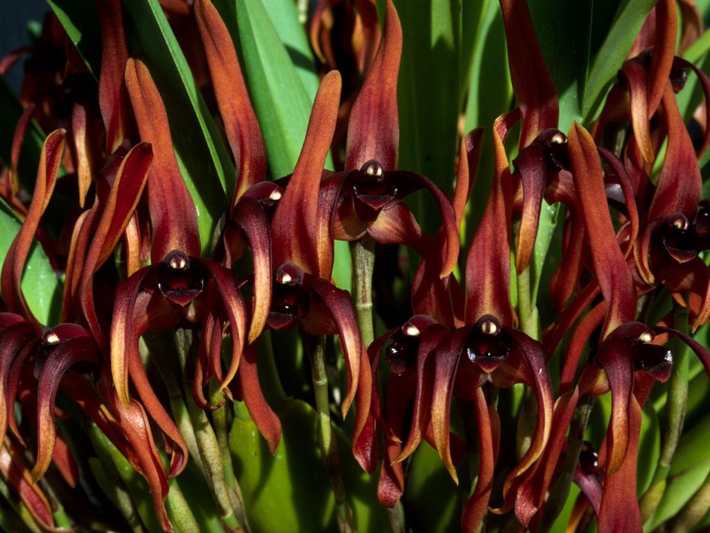Maxillaria nigrescens - ACC/AOC