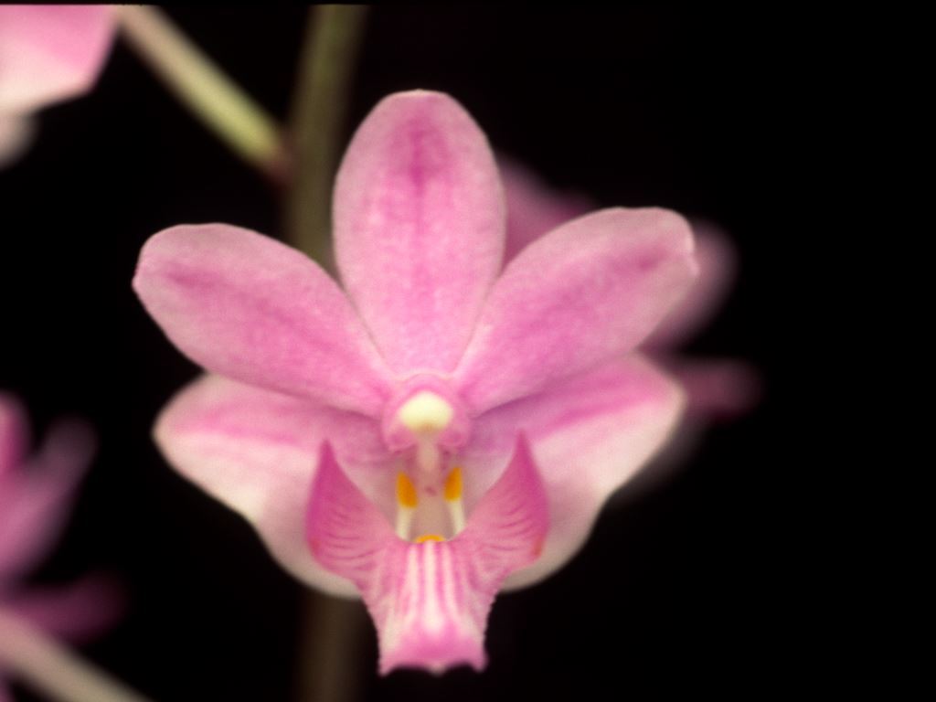 Phalaenopsis pulcherrima var. pulcherrima - HCC/AOC