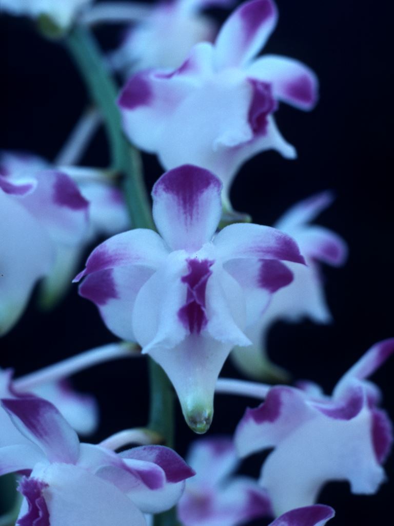 Aerides lawrenceae - HCC/AOC