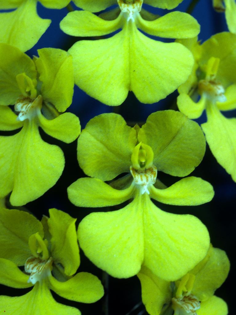 Zelenkoa onusta - ACC/AOC