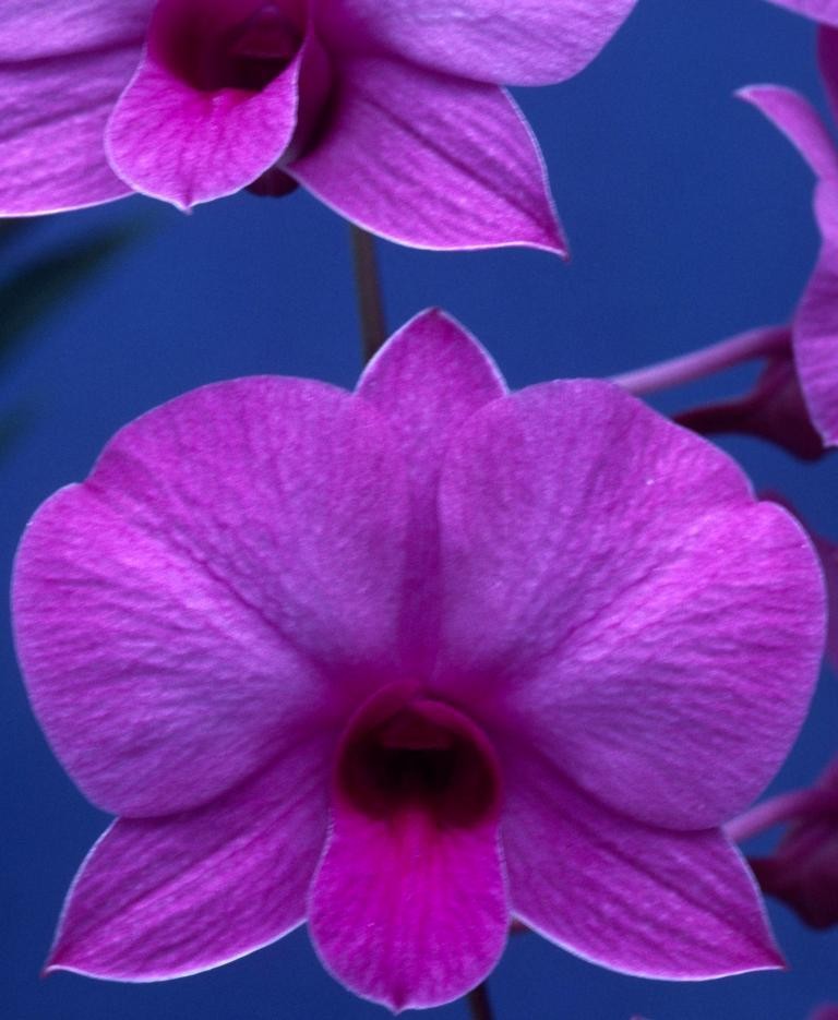 Dendrobium bigibbum var. compactum - HCC/AOC