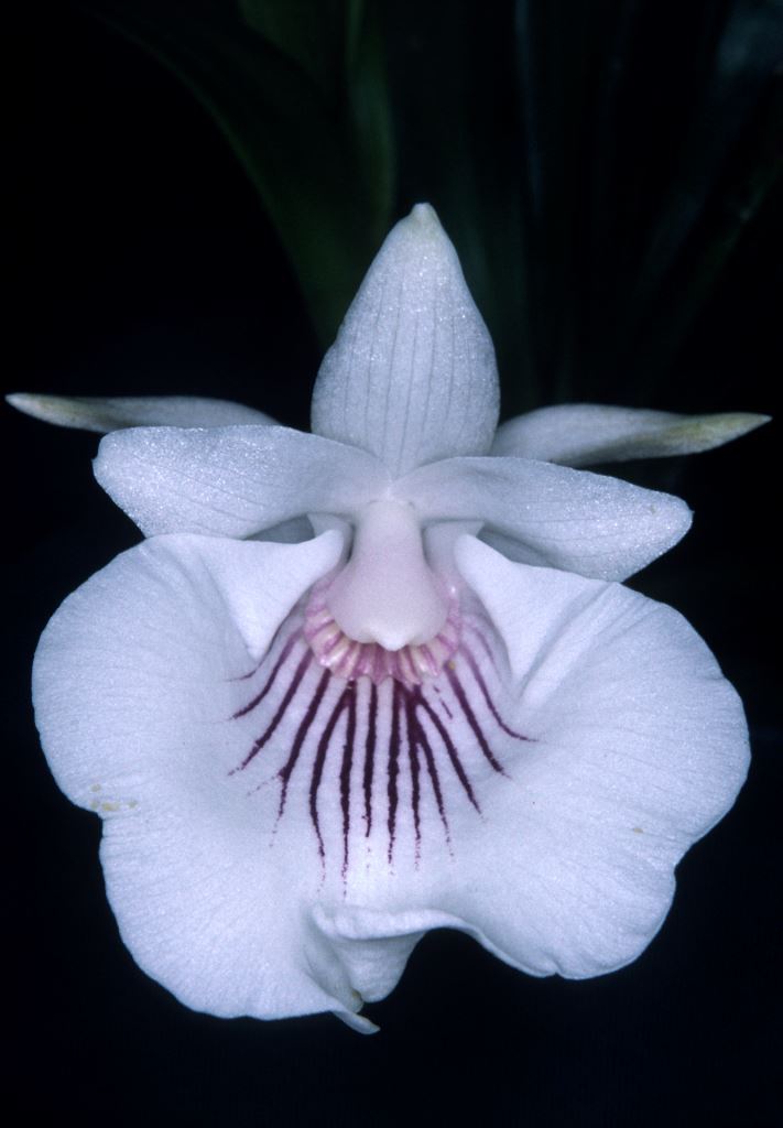 Warczewiczella amazonica - CBM/AOC