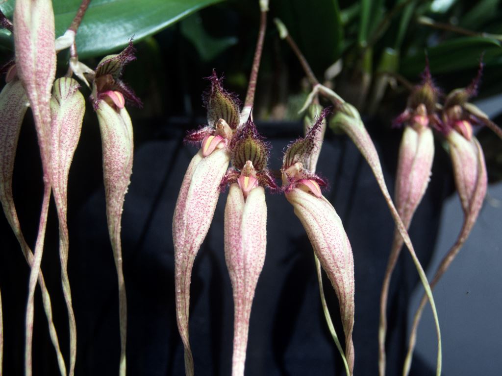 Bulbophyllum Fascination 'Bill's Pride'