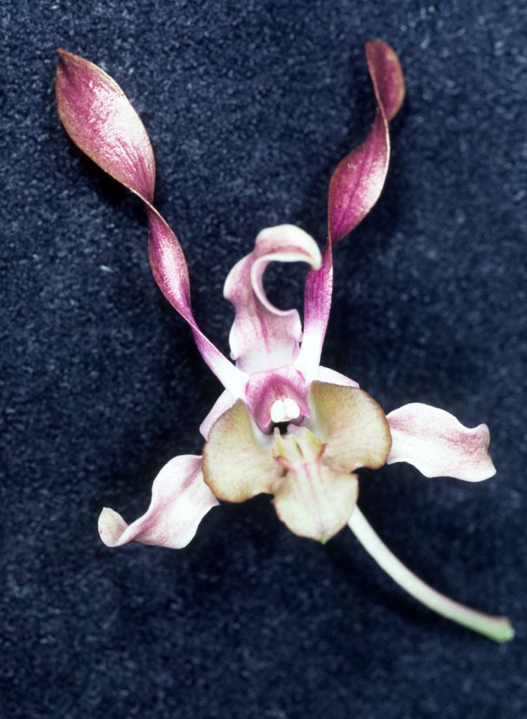 Dendrobium Cherub - HCC/AOC