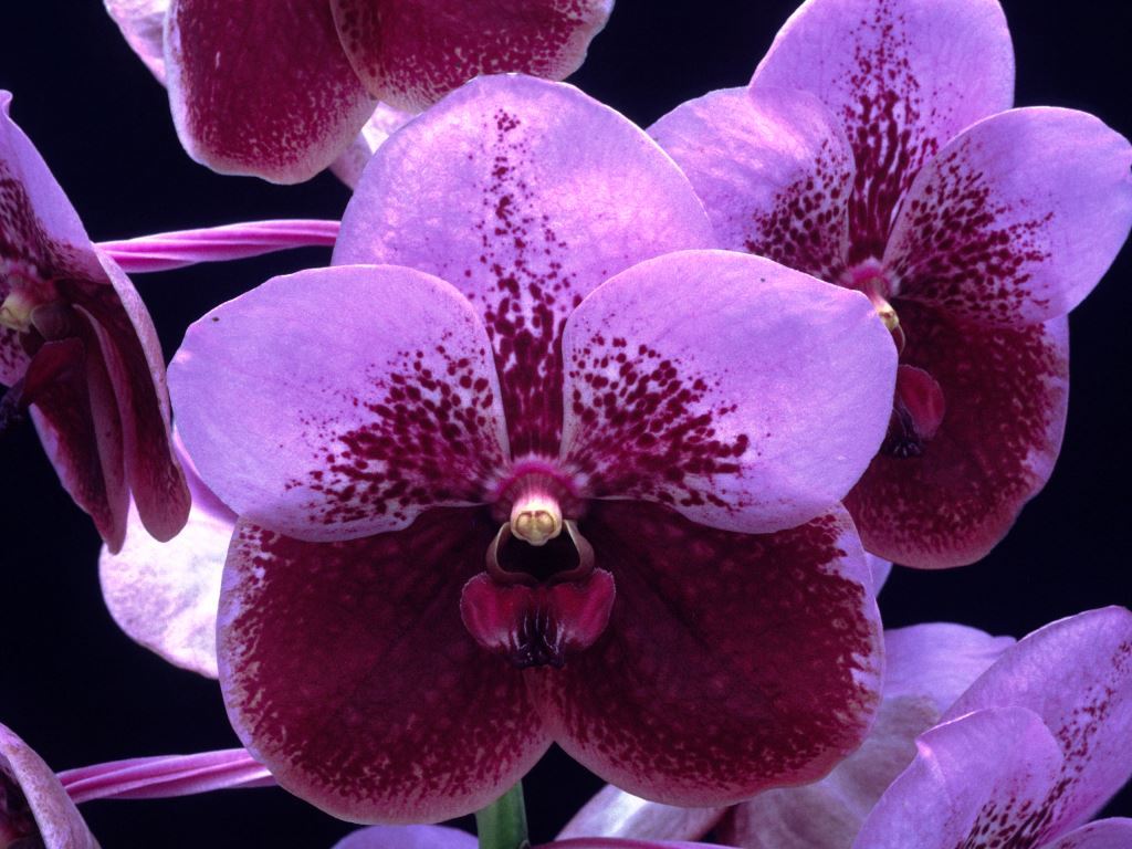 Vanda sanderiana - HCC/AOC