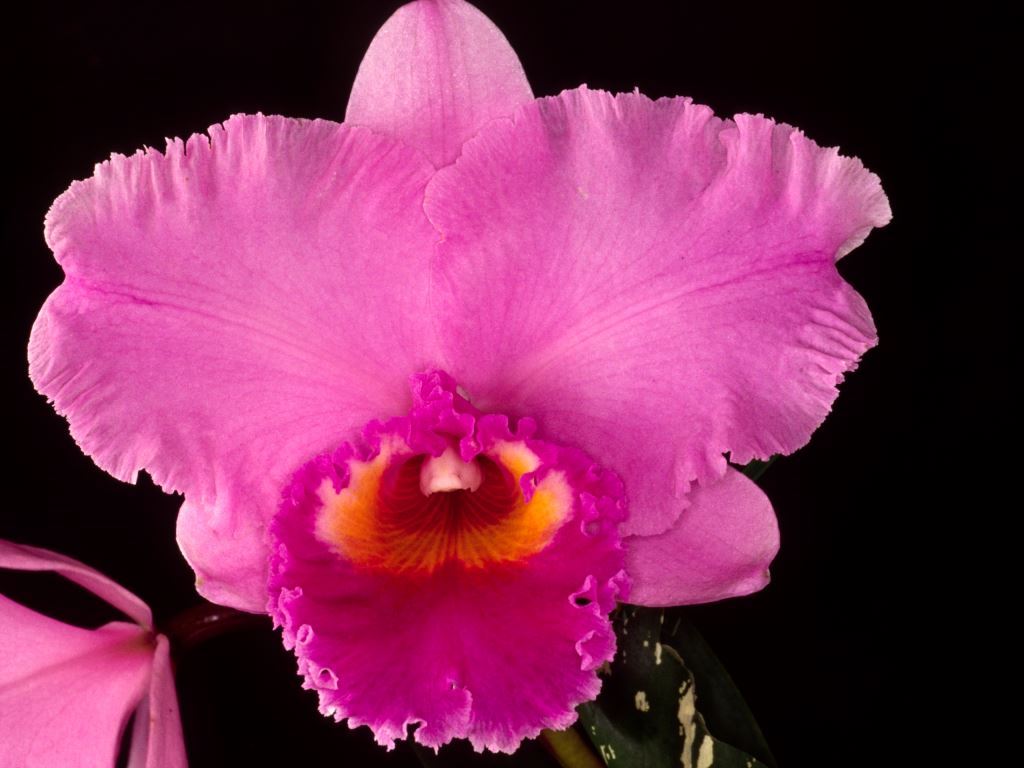 Rhyncholaeliocattleya Tiffin Fry