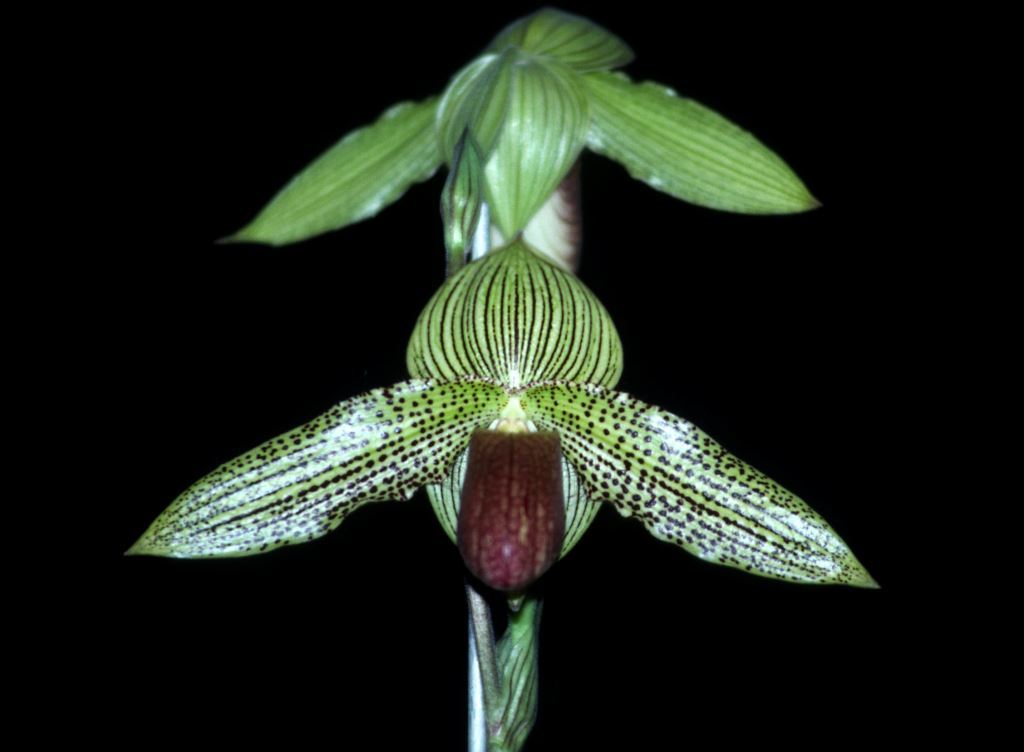 Paphiopedilum Iantha Stage - HCC/AOC