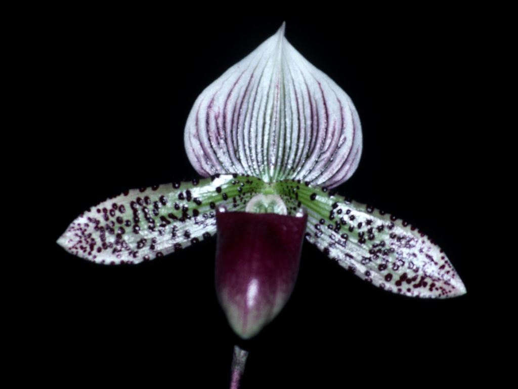 Paphiopedilum Raisin Pie - HCC/AOC