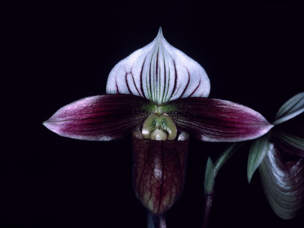 Paphiopedilum purpuratum - HCC/AOC