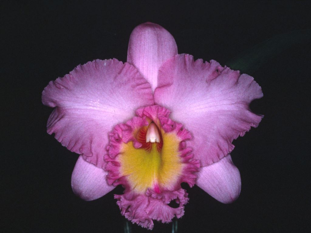 Rhyncholaeliocattleya Mahina Yahiro