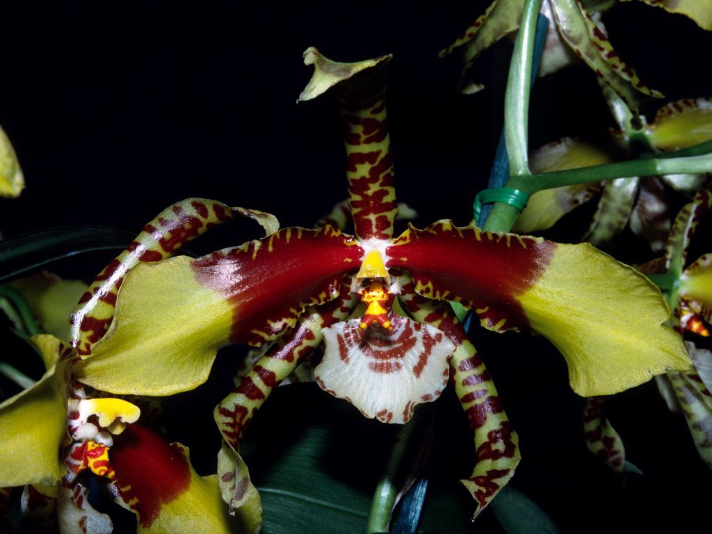 Rossioglossum grande - ACC/AOC