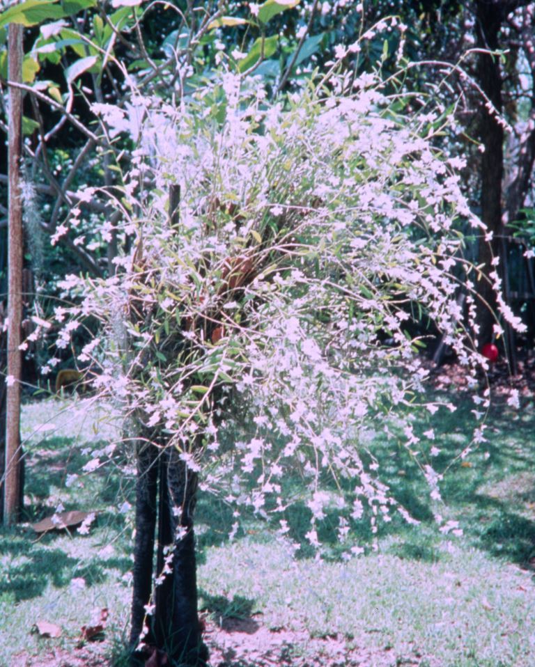 Dendrobium crumenatum