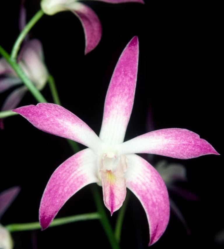 Den Anne's Rainbow Surprise