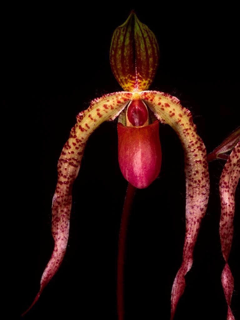 Paph Landmark