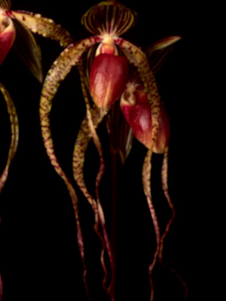 Paph Jeri Lemacks