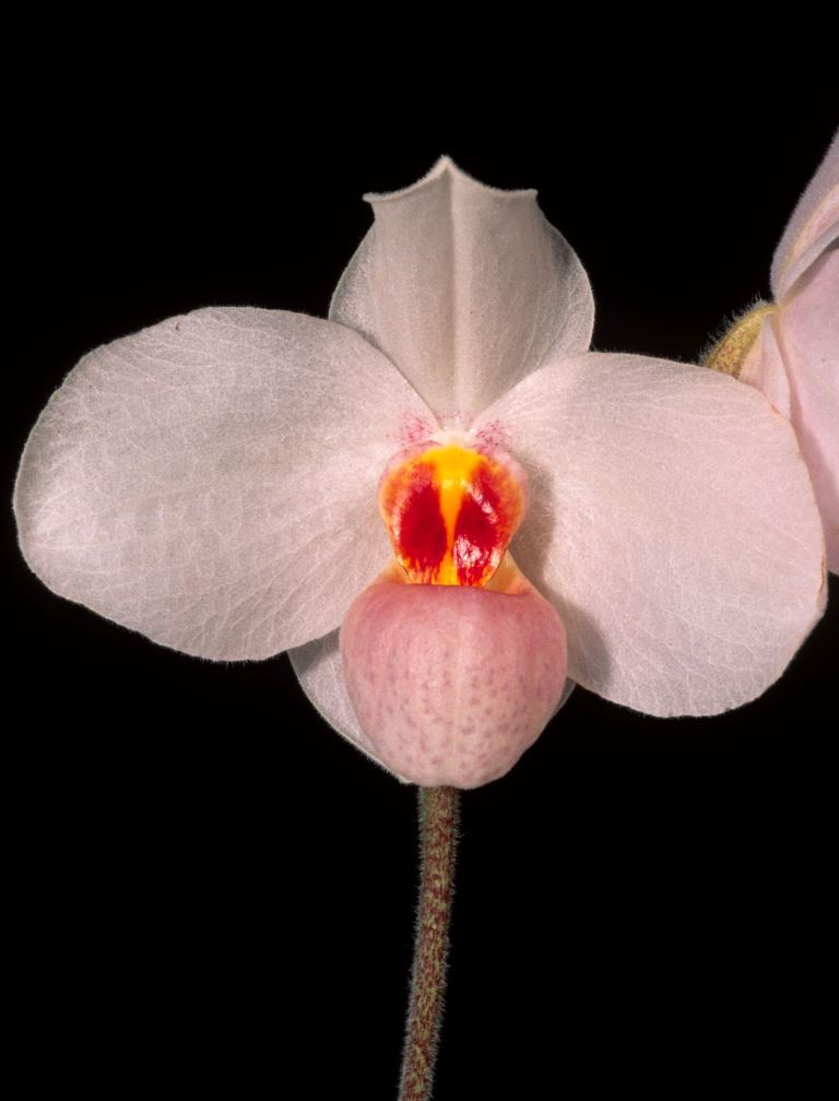 Paph Joyce Hasegawa