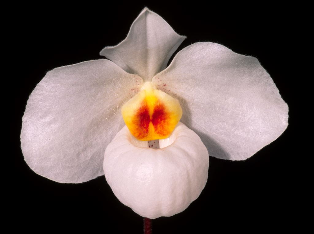 Paph Armeni White