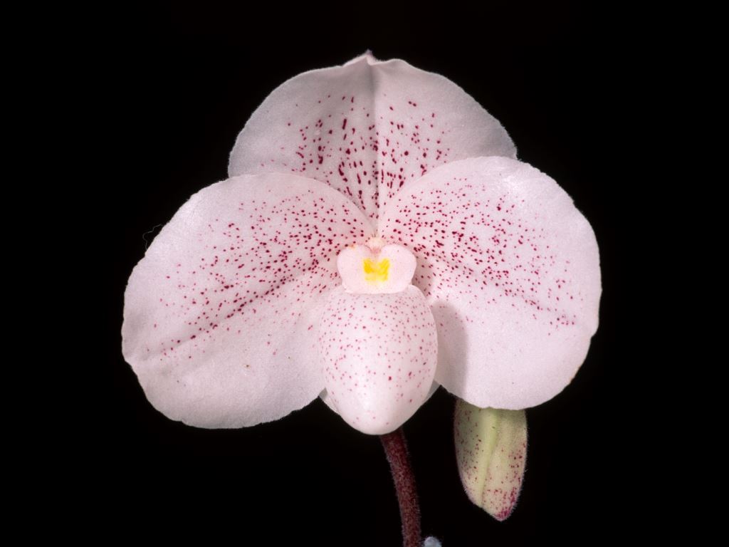 Paph Snowflake