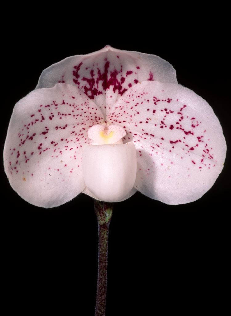 Paph Sierra Lace