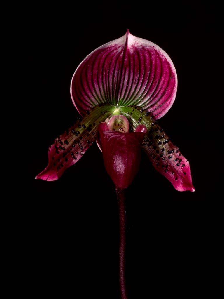Paph Ravensflight