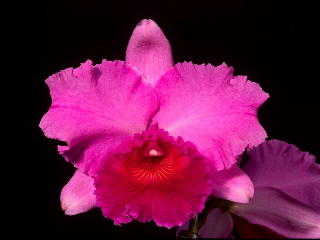 Rlc Memoria Warren Jones