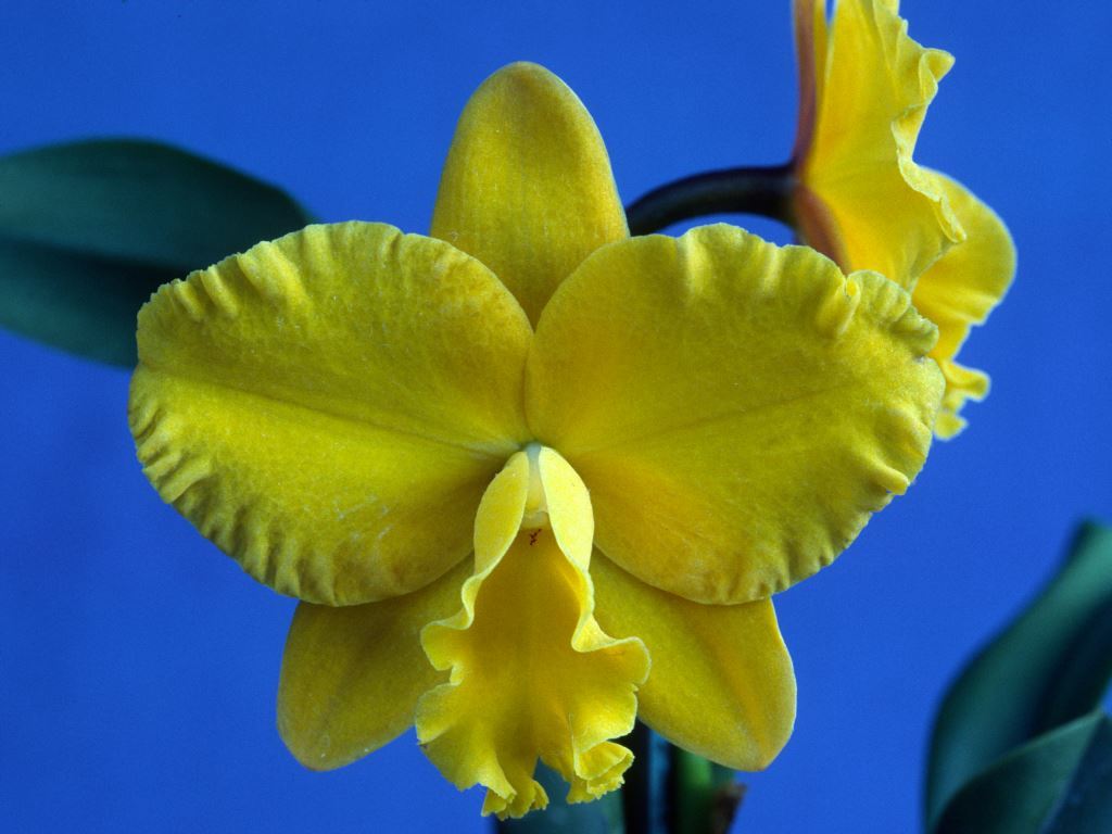 Ctt Hazel Boyd 'Islander's Gold'